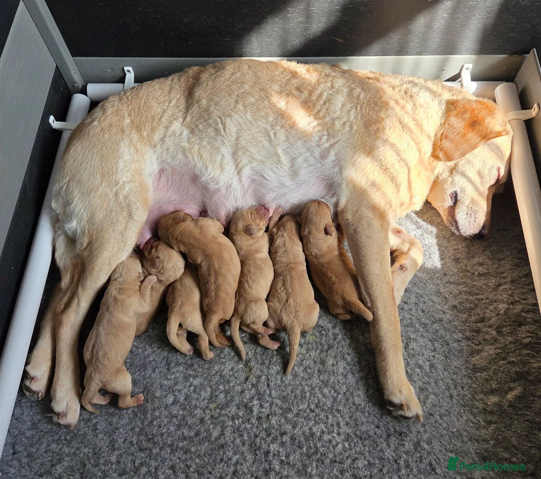 Labrador Retriever dogs for sale: Working gundog fieldtrial champions bloodline  - Advert 1