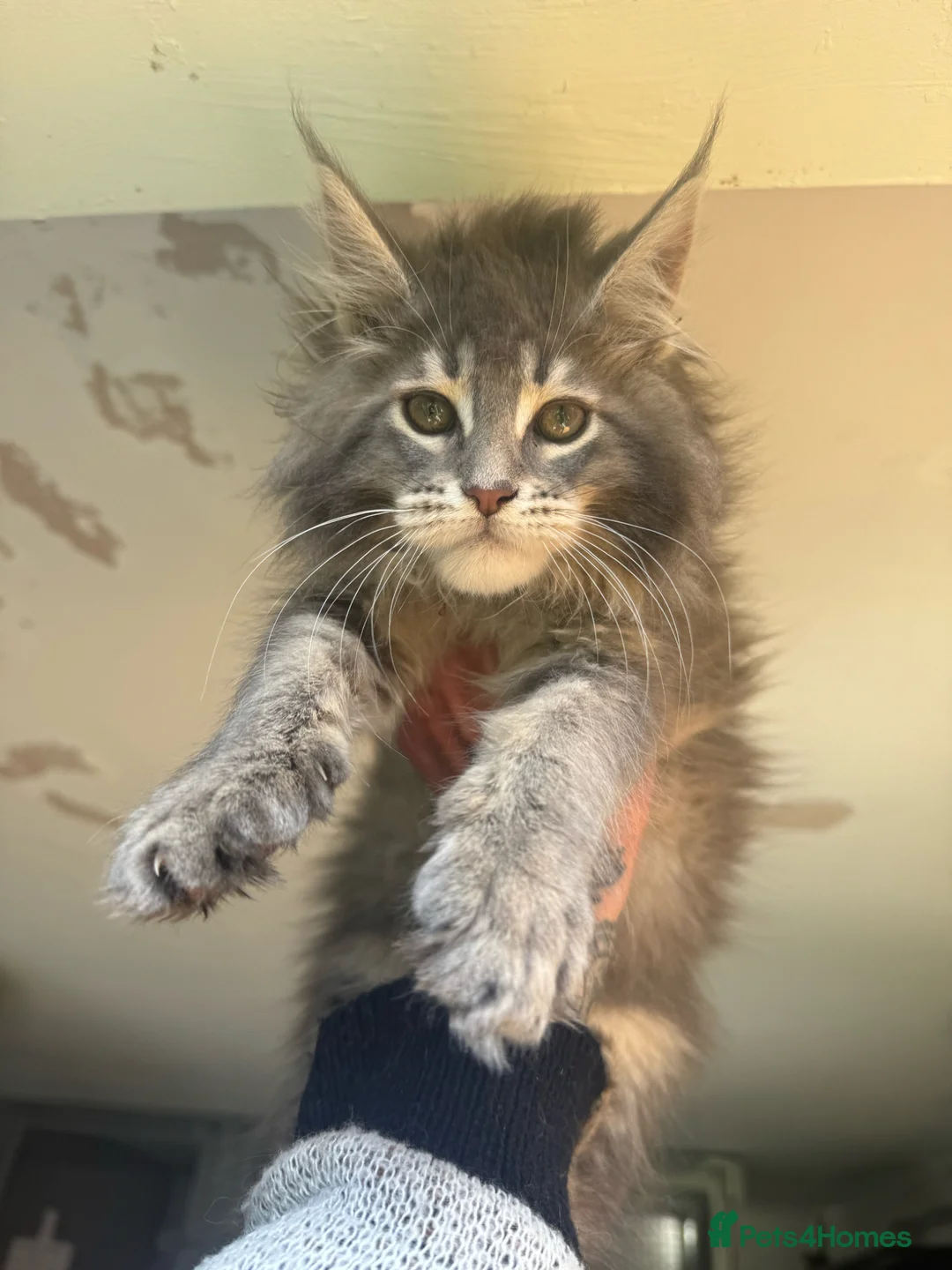 Maine Coon cats for sale: Russian Import Health Tested Loved Kittens - Advert 14