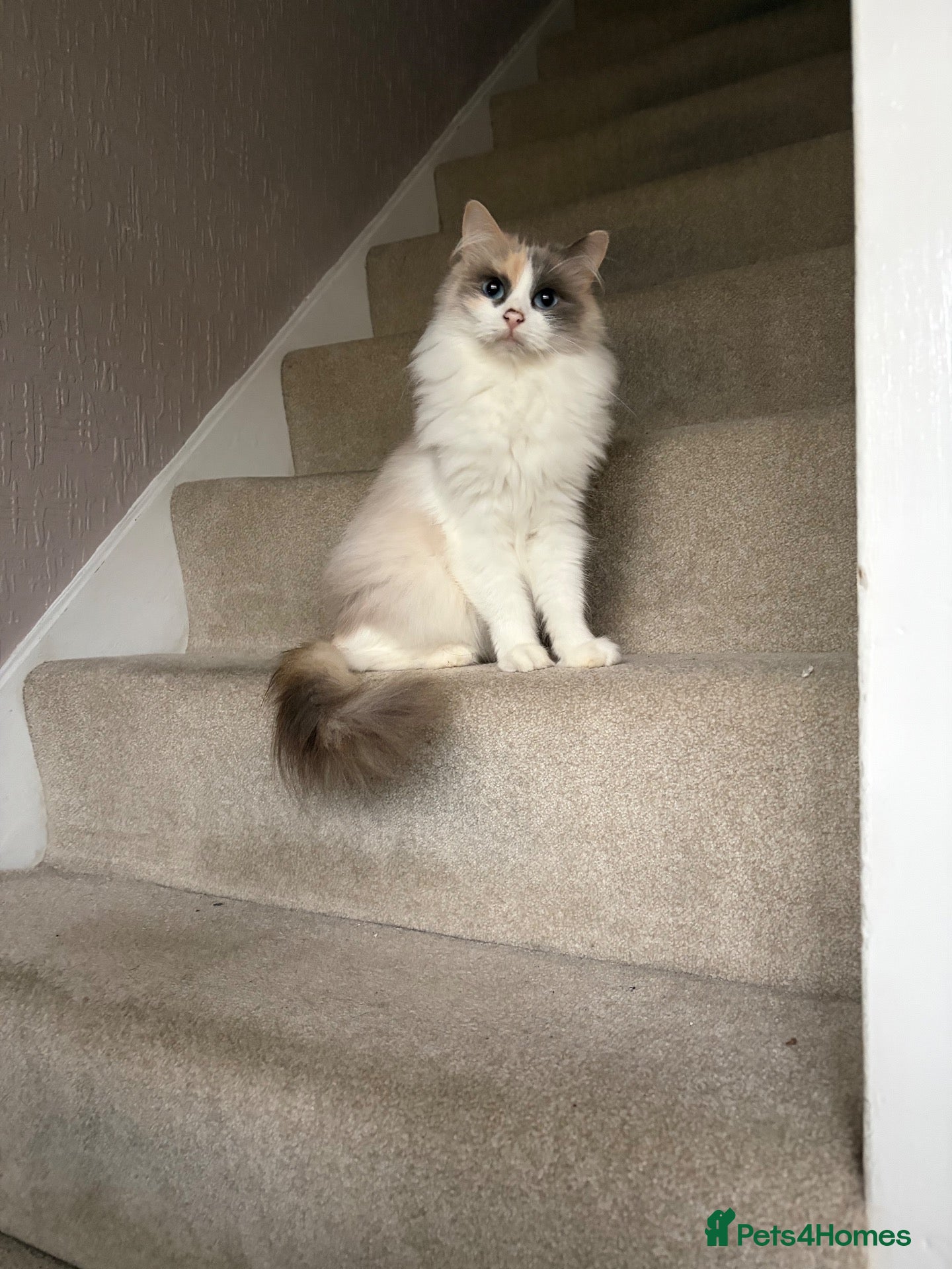 Mixed Breed cats Beautiful mum and son - Advert 3