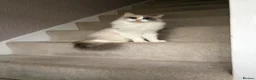 Mixed Breed cats for sale: Beautiful mum and son in Birmingham - Advert 1