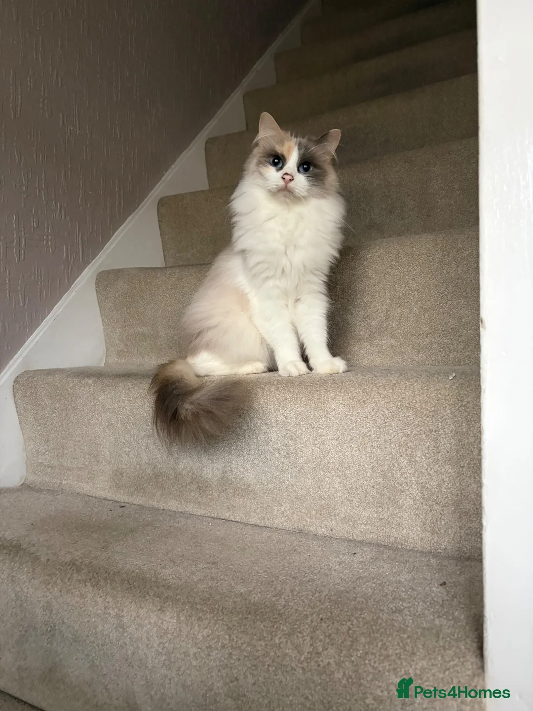 Mixed Breed cats for sale: Beautiful mum and son in Birmingham - Advert 1