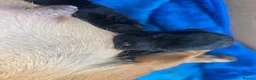 Jackapoo dogs for sale: Jackapoo puppies  in Driffield - Advert 5