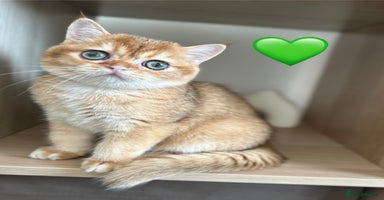 British Shorthair cats - Advert 12