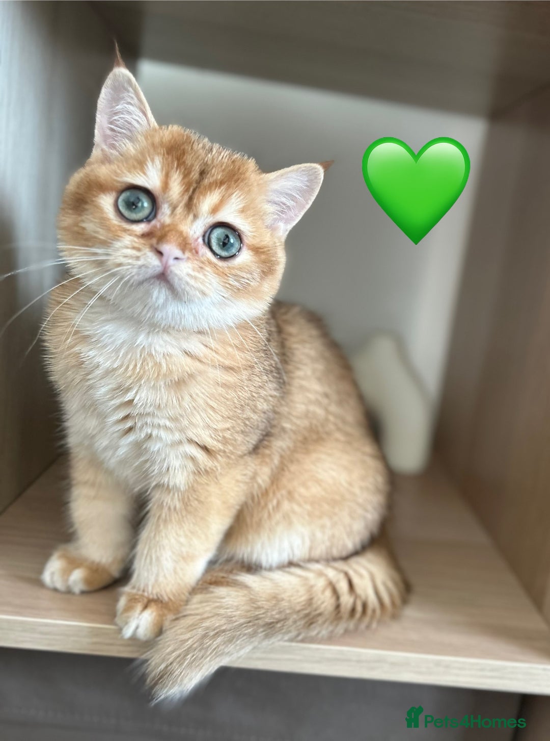 British Shorthair cats for sale: 💚❤️TICA British Shorthair 2 Kittens - Image 2