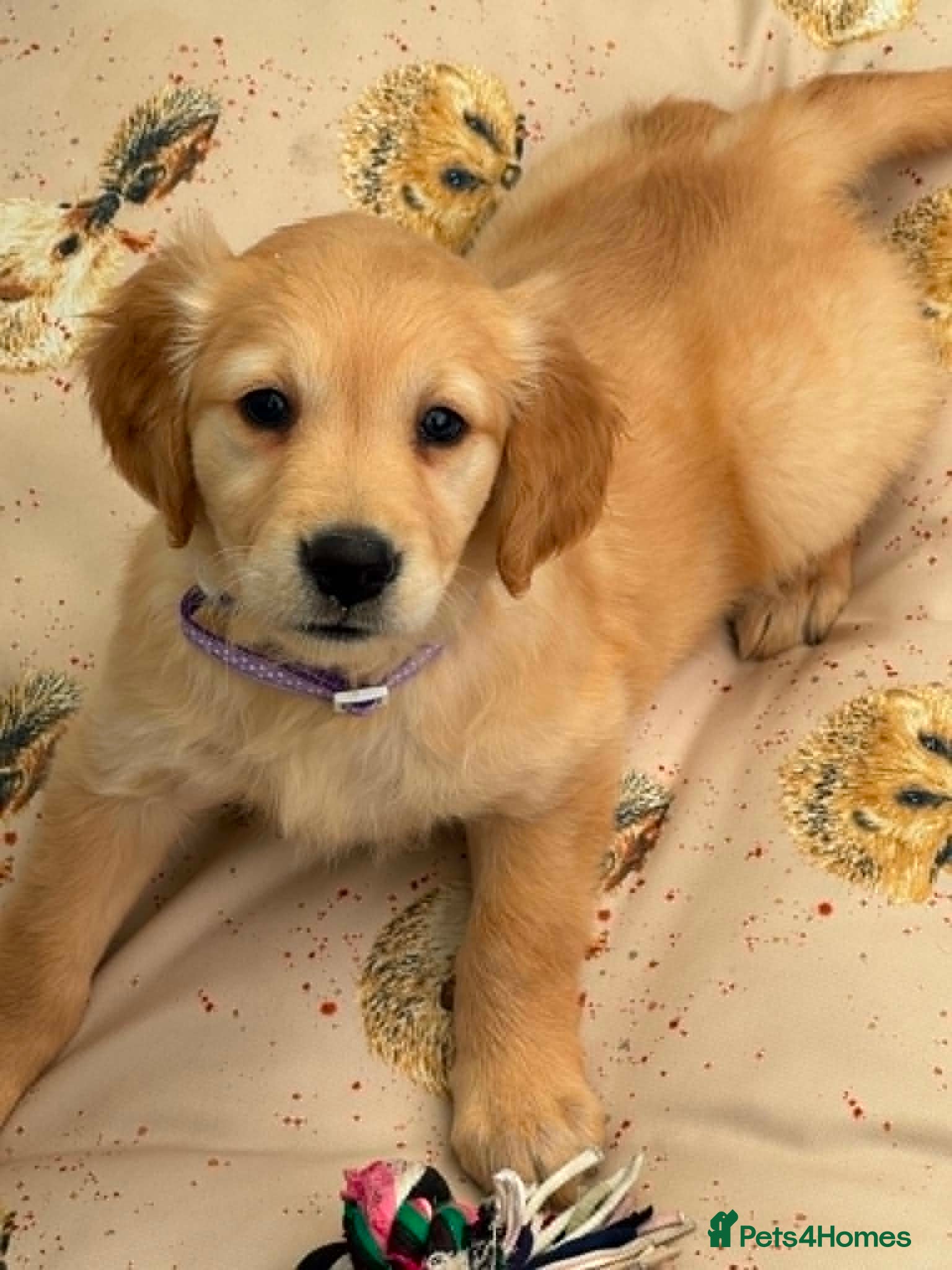 Golden Retriever dogs BEAUTIFUL HEALTHY KC REG FEMALE GOLDEN - Advert 1