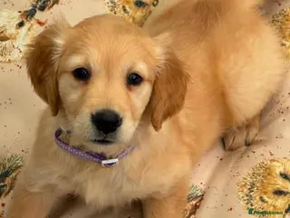 Golden Retriever dogs for sale: BEAUTIFUL HEALTHY KC REG FEMALE GOLDEN - Advert 3