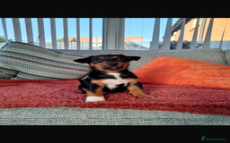 Jack Russell dogs for sale: 1 little boy left - Miniature Jack Russell’s  - Image 6