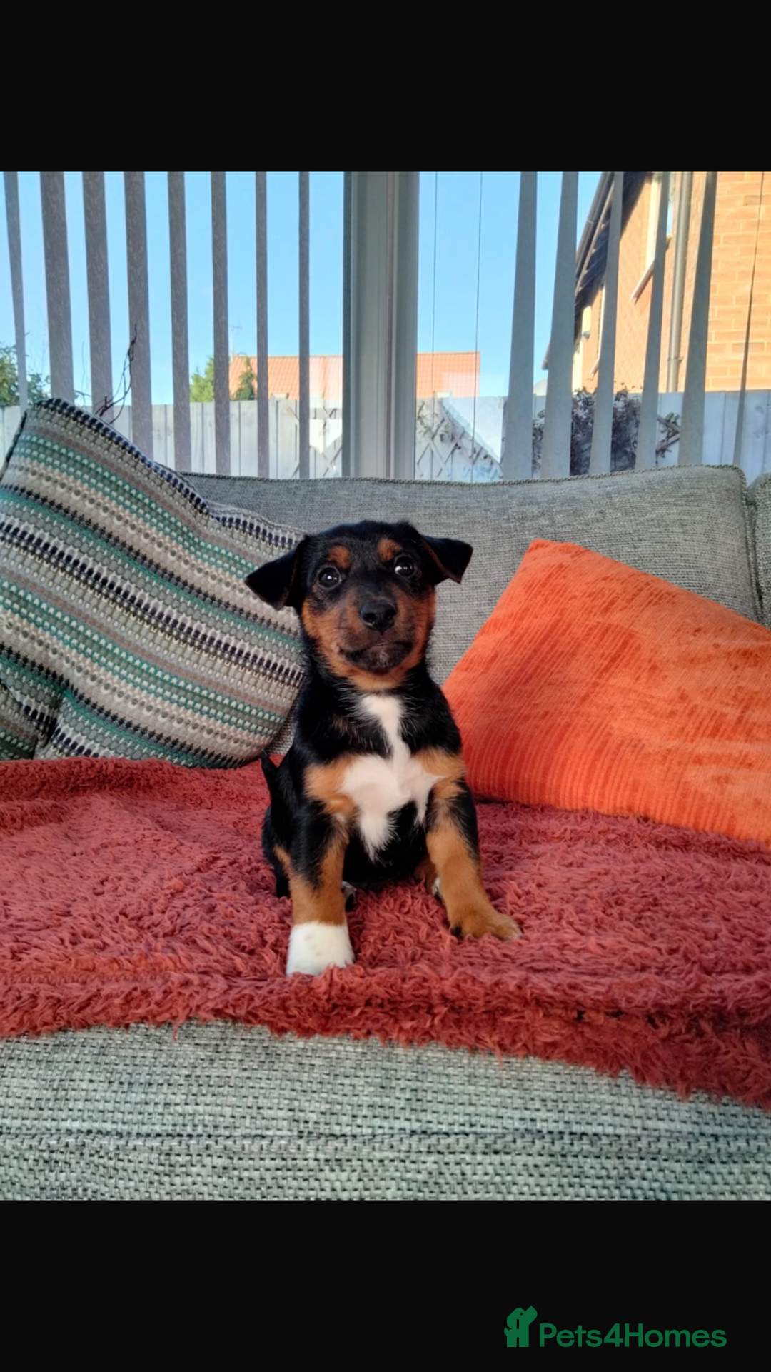 Jack Russell dogs for sale: 1 little boy left - Miniature Jack Russell’s  - Image 6