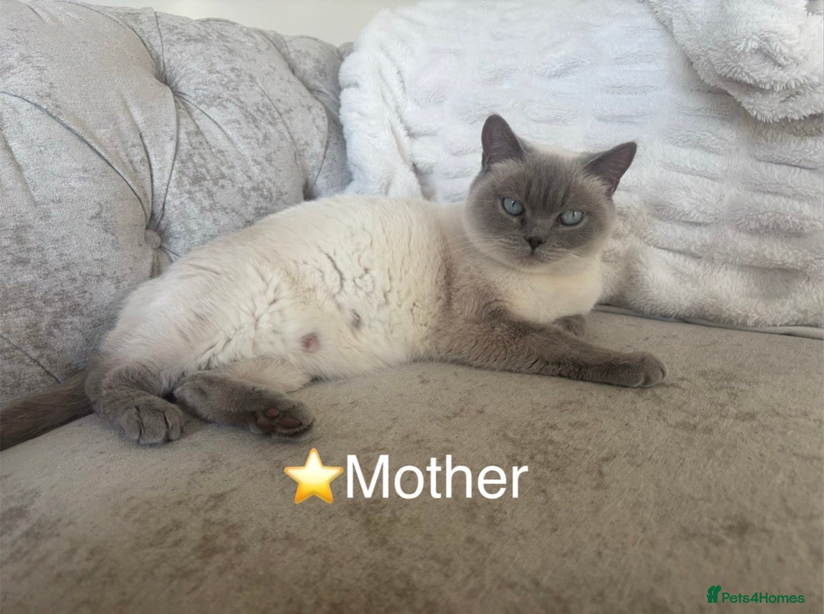 British Shorthair cats Stunning Lilac BSH kittens GCCF  - Advert 3