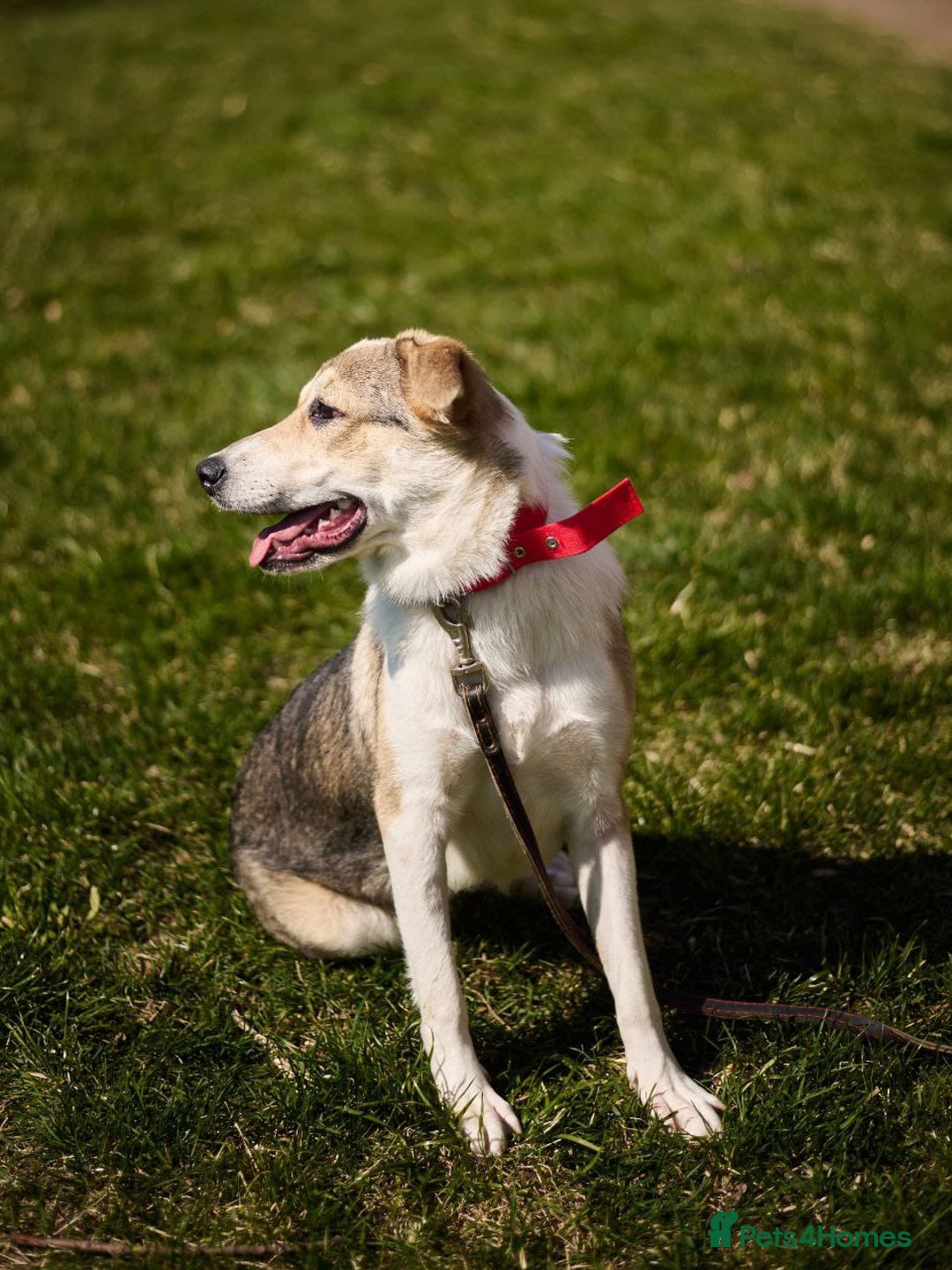 Mixed Breed dogs for adoption: 💖🐶 NINA 🐶💖 - Image 11
