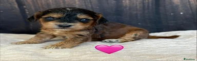 Pink Collar Female
