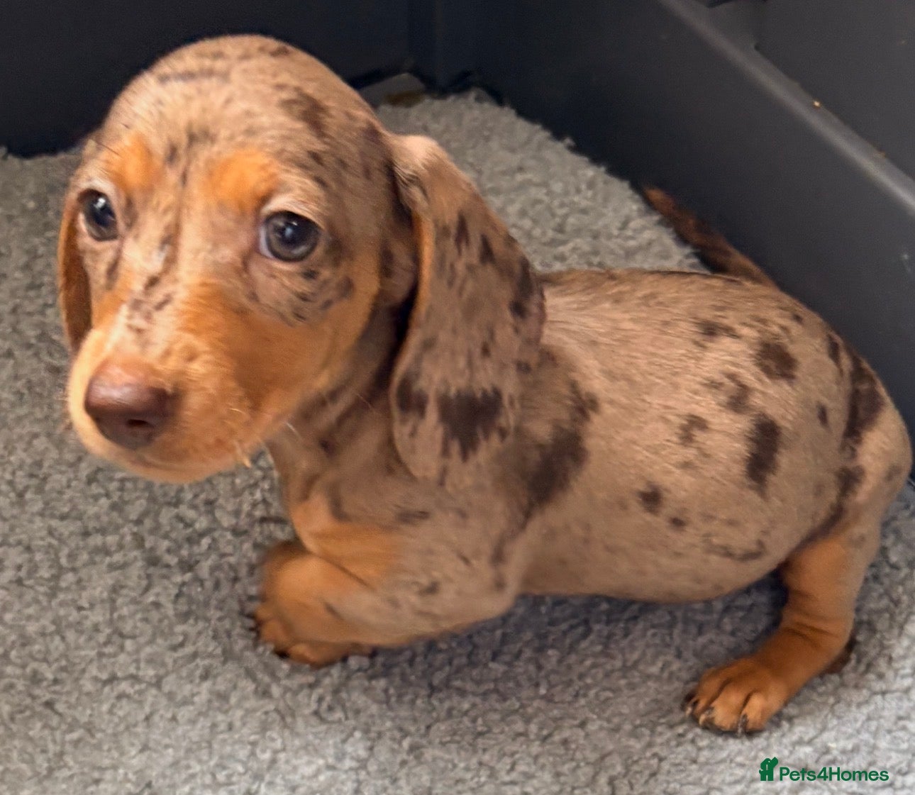 Miniature Dachshund dogs Outstanding miniature dapple dachshund puppies - Advert 1