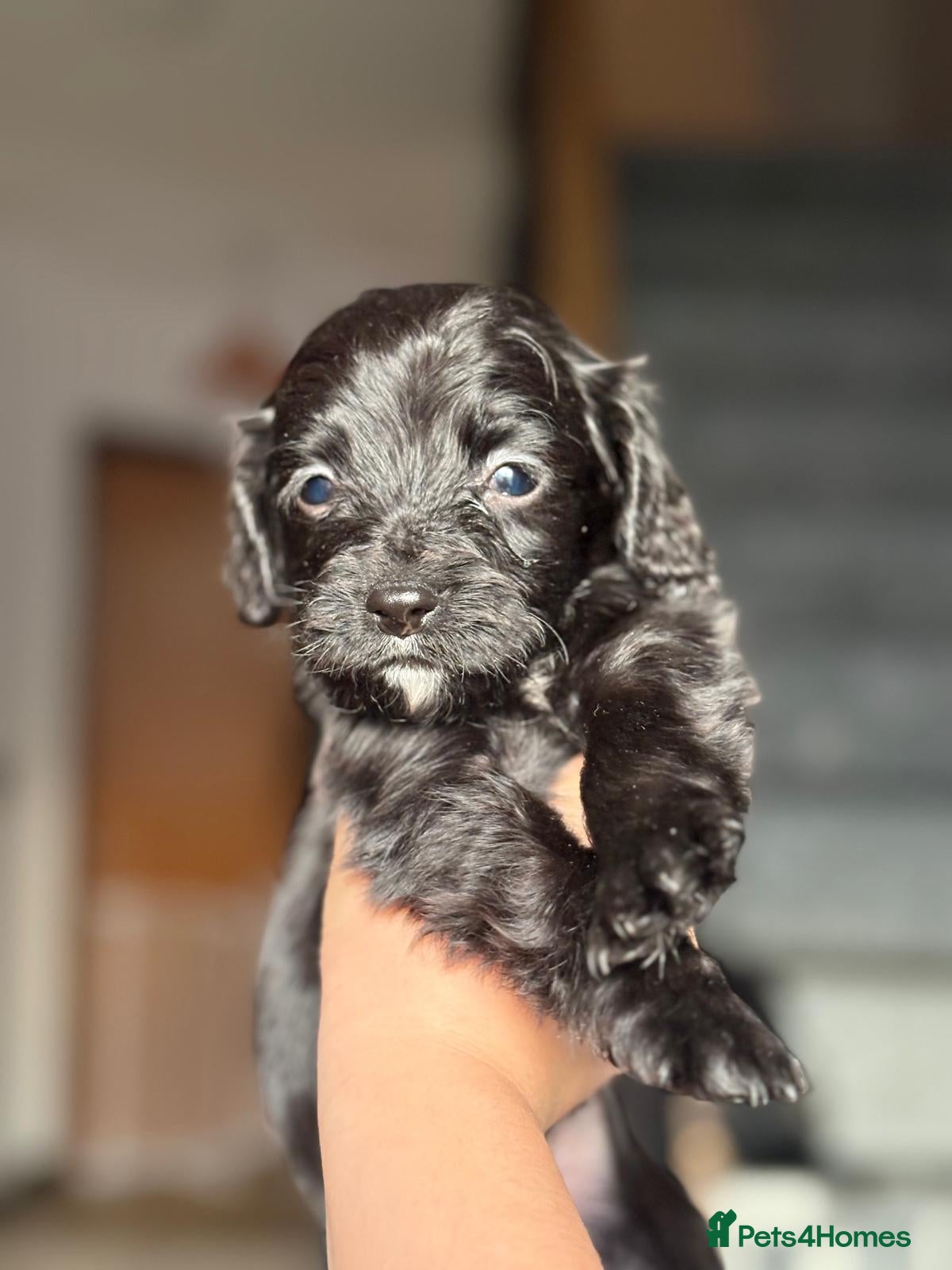 Sprocker dogs Sprocker puppies - Advert 4