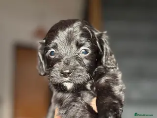 Sprocker dogs Sprocker puppies - Advert 4