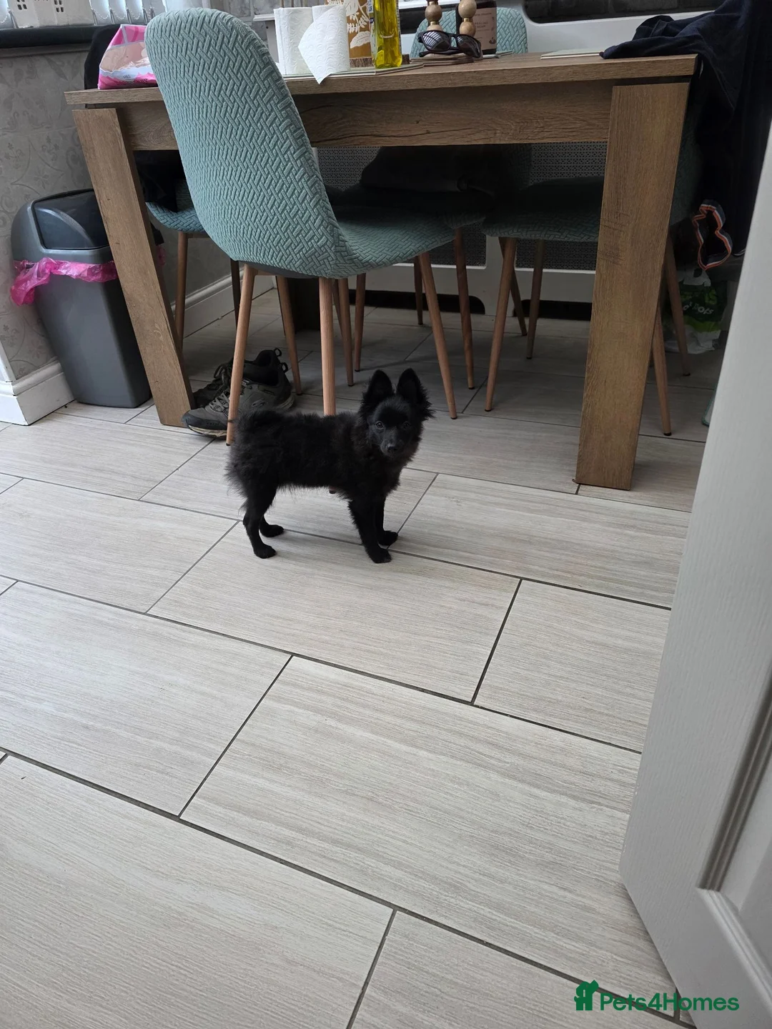 Pomeranian dogs for sale: Beautiful pomeranian  - Advert 2