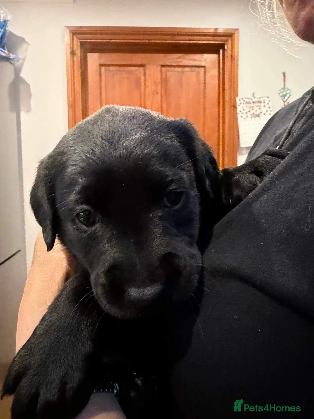 Labrador Retriever dogs for sale: Labrador Pups - Advert 11
