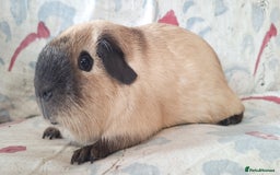 Guinea Pig rodents for sale: BABY GUINEA PIGS AVAILABLE HEREFORDSHIRE  - Image 12