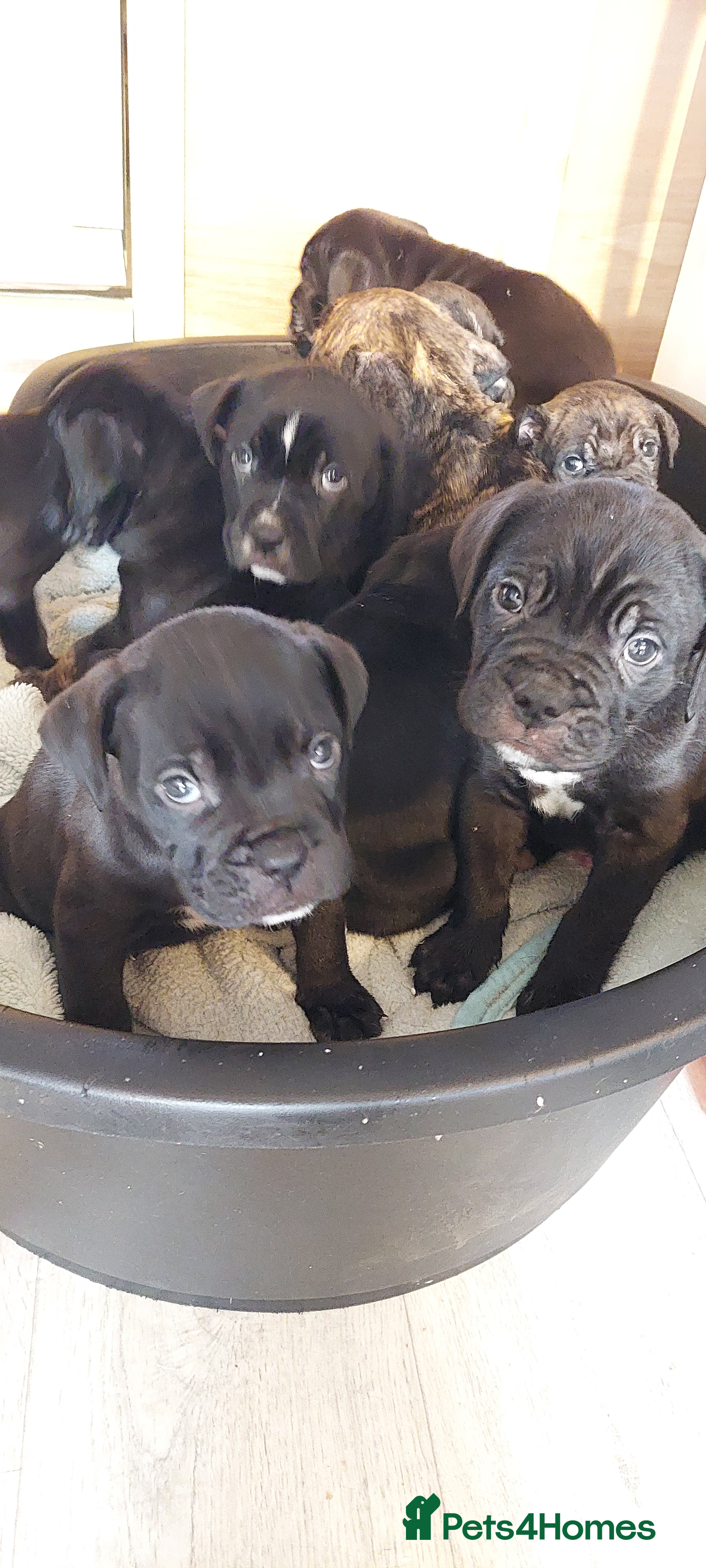 Mixed Breed dogs Cane Corso cross American bulldog puppy's  - Advert 12