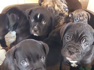 Mixed Breed dogs Cane Corso cross American bulldog puppy's - Advert 11