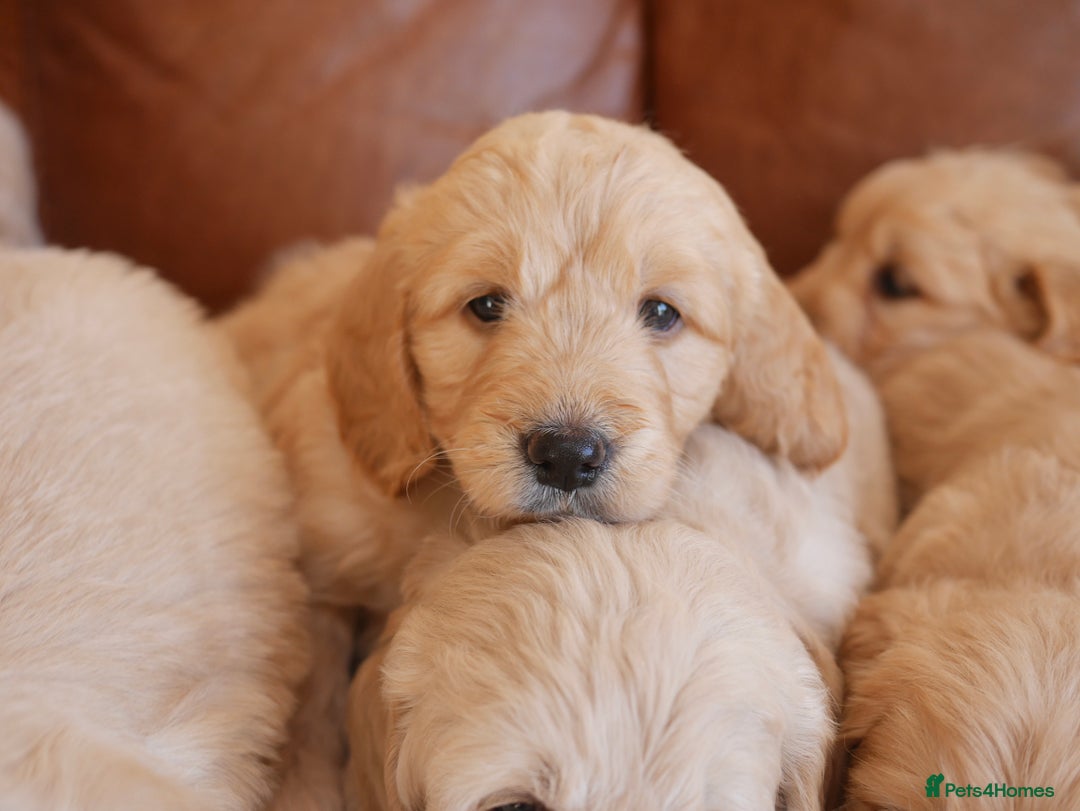 Mini Goldendoodle dogs for sale: Quality Health Tested F1 Miniature Goldendoodles  - Advert 20