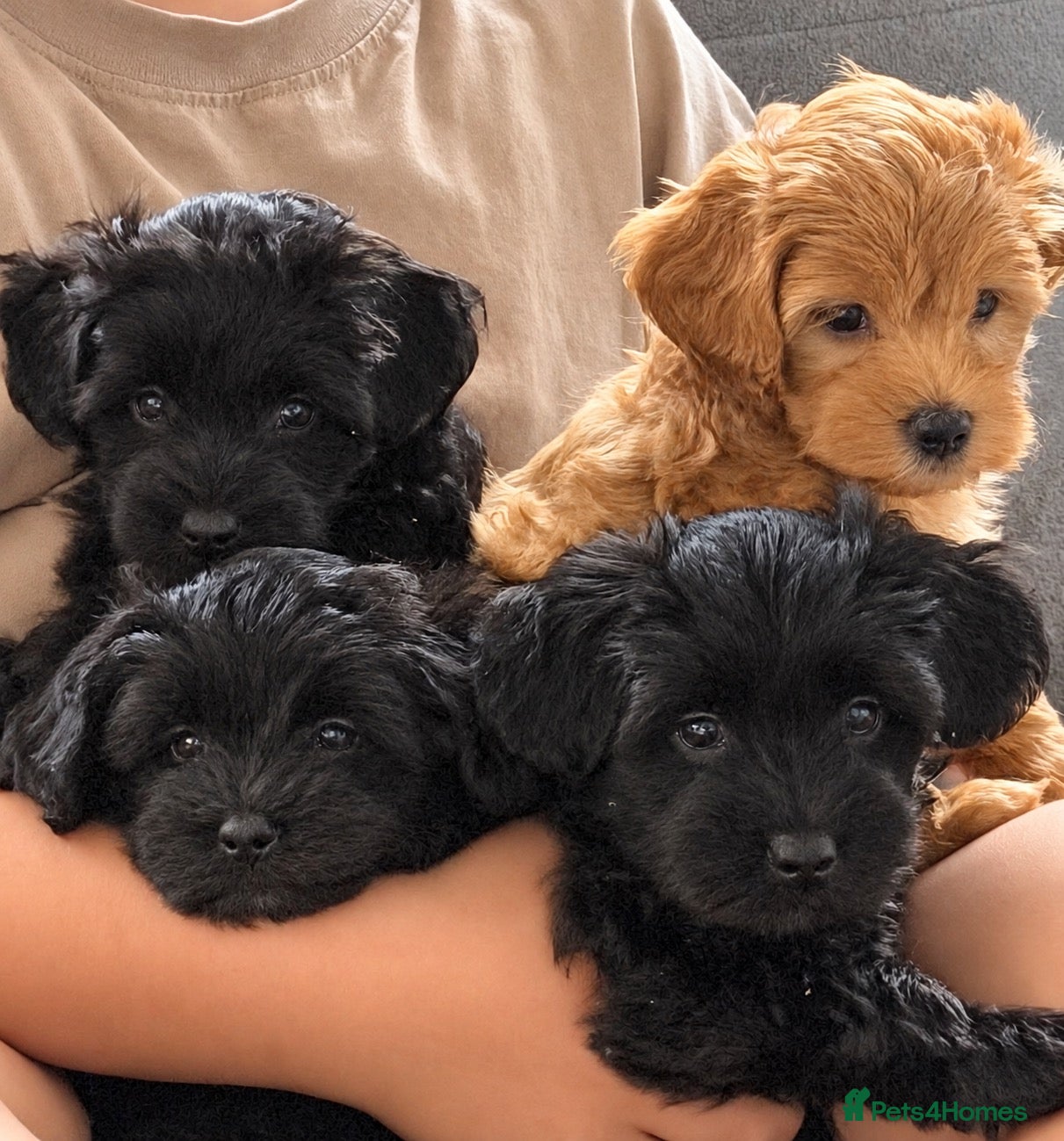 Maltipoo dogs for sale: Gorgeous rare colour Maltipoo pups - Advert 9