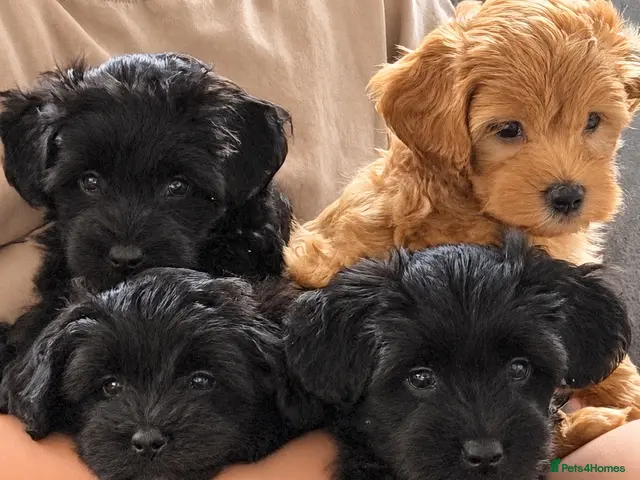 Maltipoo dogs for sale: Gorgeous rare colour Maltipoo pups - Advert 9