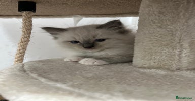 Ragdoll cats - Advert 6