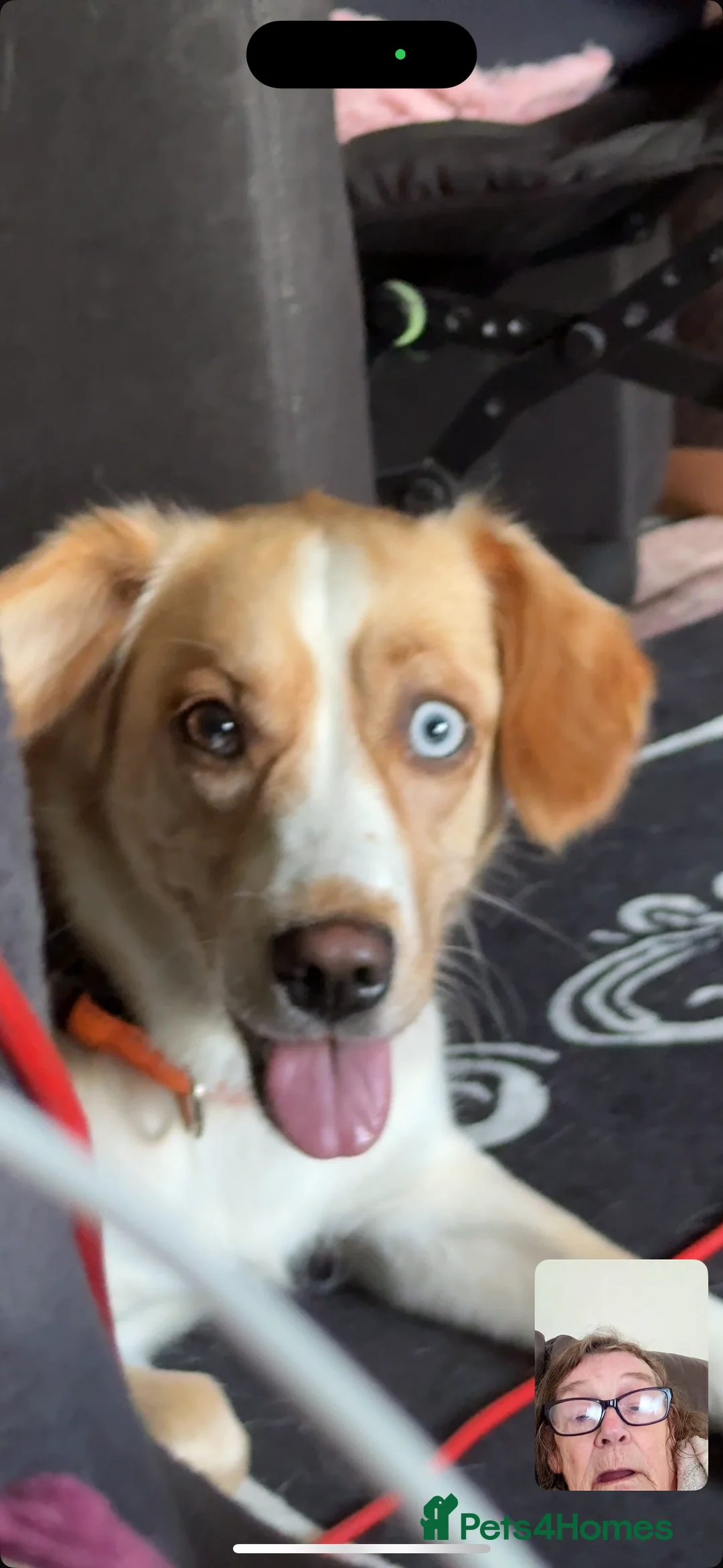 Mixed Breed dogs for sale: Mixed breed companion  in Bradford - Advert 1