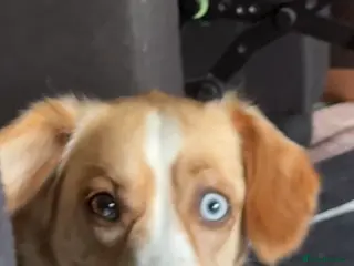 Mixed Breed dogs Mixed breed companion in Bradford - Advert 1