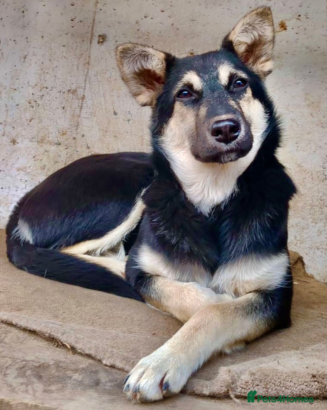 German Shepherd dogs for adoption: Luna – Left to Freeze, But Still Held On - Image 1