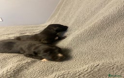 Mixed Breed dogs for sale: Beddlington whippet puppies  - Advert 16