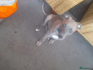 Whippet dogs Whippet - Advert 1