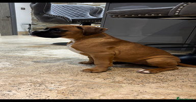 Boxer dogs Boxer pups  - Advert 12