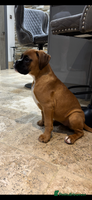 Boxer dogs Boxer pups - Advert 5