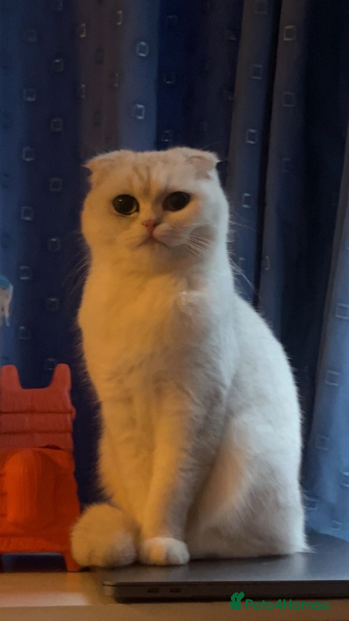 Scottish Fold cats Scottish fold Kittens - Advert 2