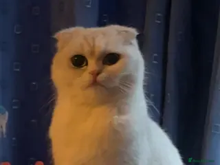 Scottish Fold cats Scottish fold Kittens - Advert 6