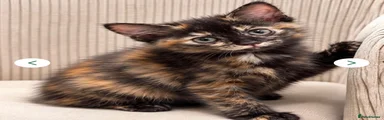 Ragdoll 1
