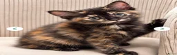 Ragdoll cats for sale: Ragdoll cross girl  - Advert 2