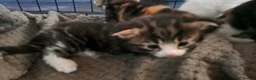 Domestic Shorthair cats for adoption: Bobby - DSLH Tabby & white boy in Kingswinford - Advert 3