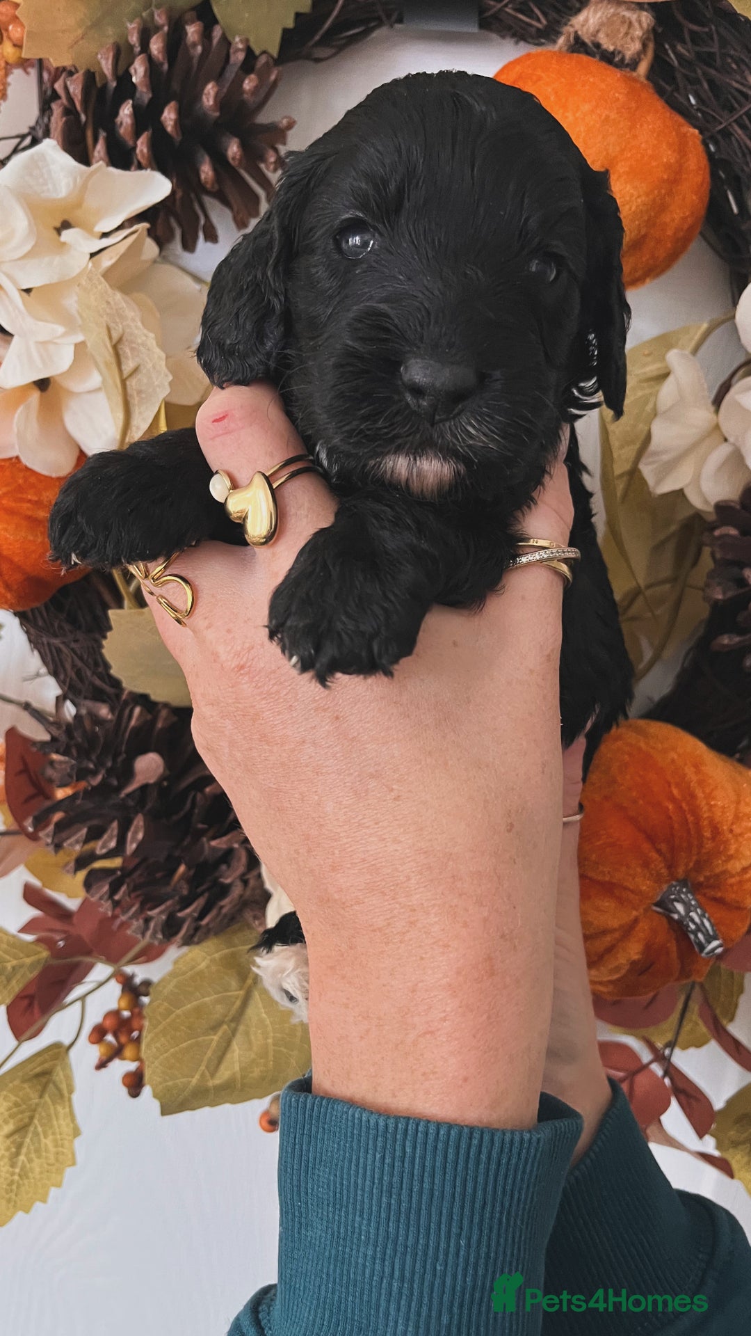 Cockapoo dogs for sale: Cockapoo puppies  - Advert 7