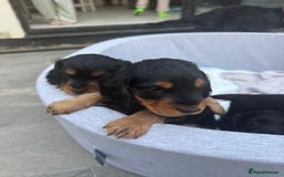 Cocker Spaniel dogs for sale: ****only 2 left****Stunning cocker puppies - Image 33