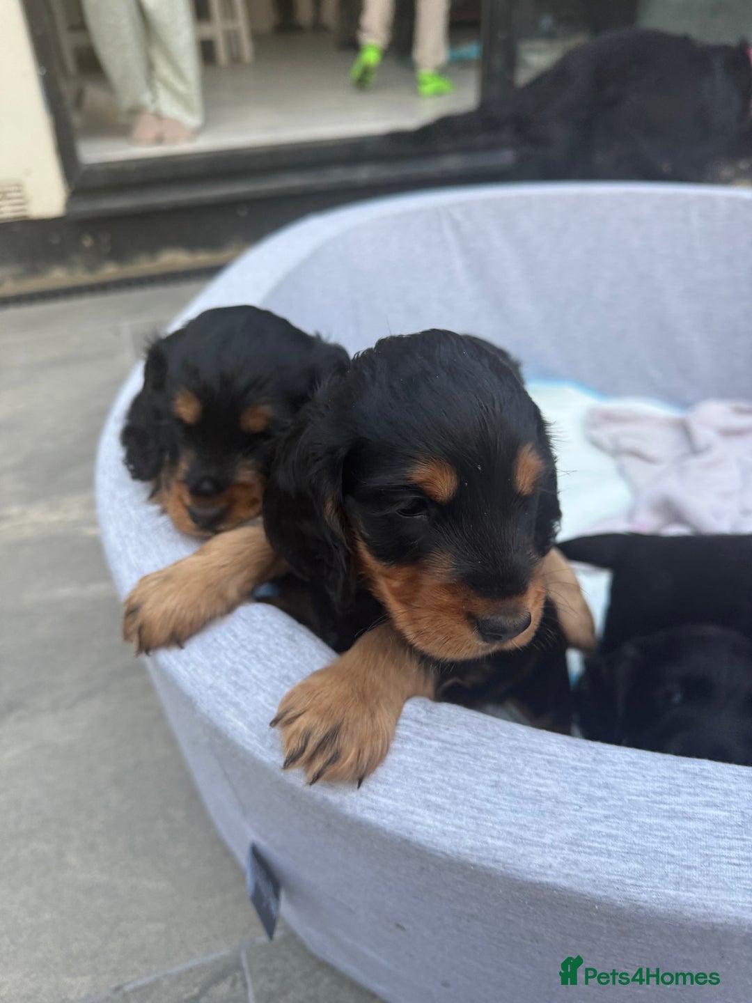 Cocker Spaniel dogs for sale: ****only 2 left****Stunning cocker puppies - Image 33