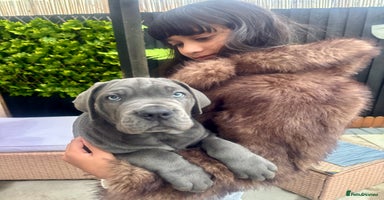 Mixed Breed dogs - Advert 4