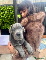 Mixed Breed dogs - Advert 4