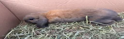 Mini Lop rabbits for sale: Minilop babies  - Advert 2
