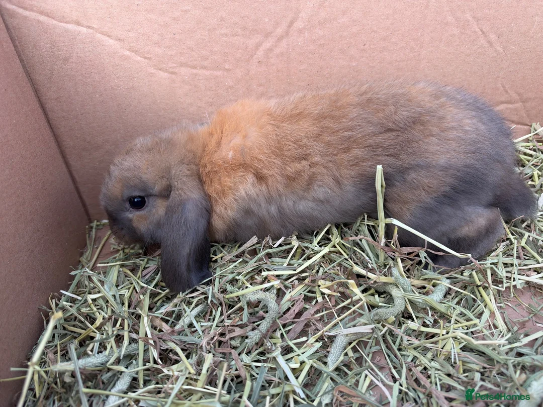 Mini Lop rabbits for sale: Minilop babies  - Advert 2