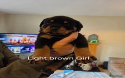 Rottweiler dogs for sale: Chunky Rottweiler puppies - Image 8
