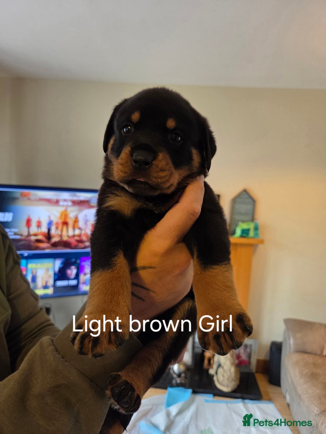 Rottweiler dogs for sale: Chunky Rottweiler puppies - Image 8