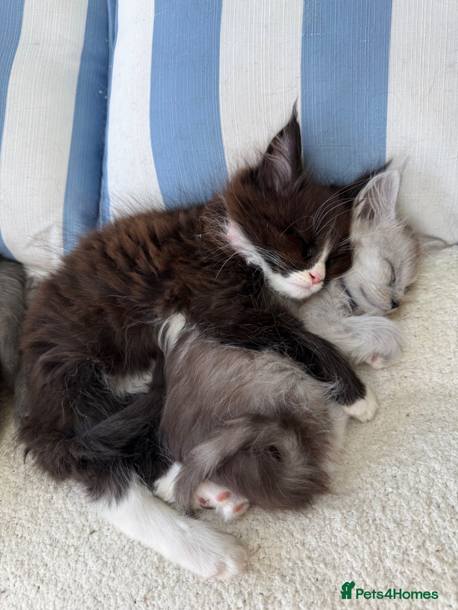Maine Coon cats Pure Maine Coon Kittens, gorgeous bundles of fluff - Advert 14