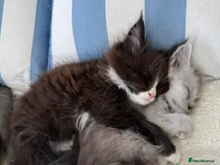 Maine Coon cats Pure Maine Coon Kittens, gorgeous bundles of fluff - Advert 14